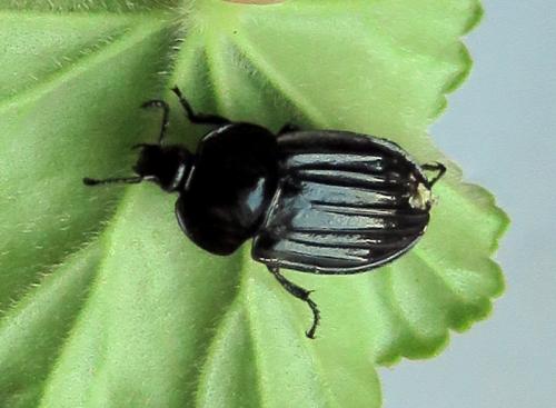 Phosphuga atrata